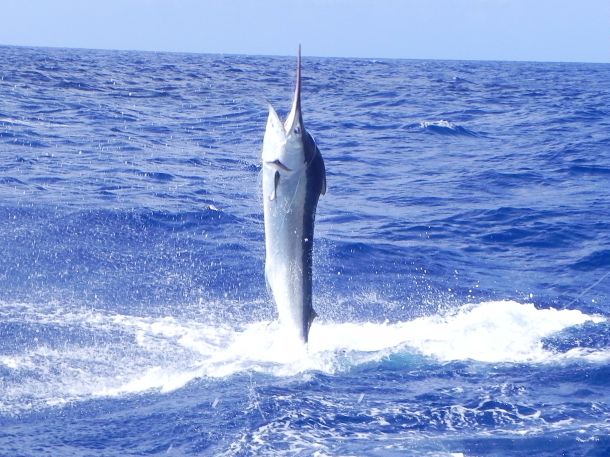Report: Marlin season looking up